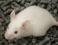 Mouse Nose Poke! An IR Beam-Break circuit